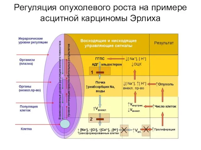 Регуляция опухолевого роста на примере асцитной карциномы Эрлиха