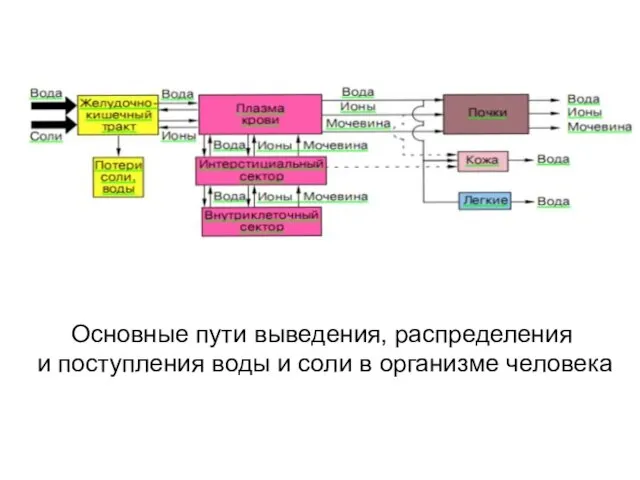 Основные пути выведения, распределения и поступления воды и соли в организме человека