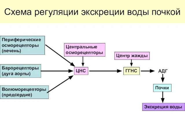 Схема регуляции экскреции воды почкой