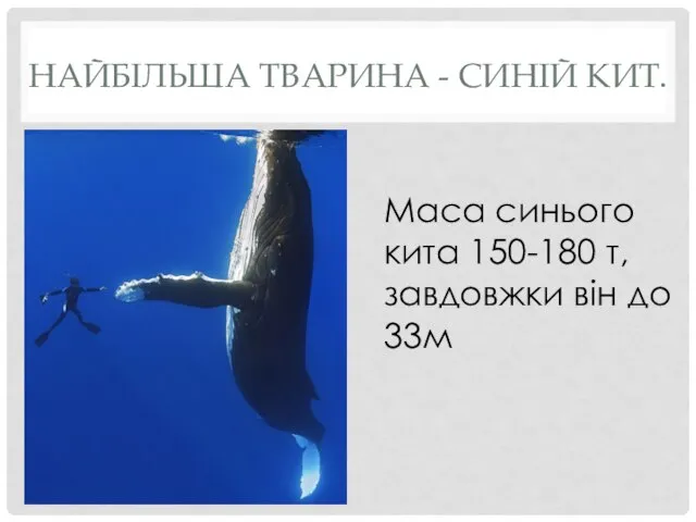 НАЙБІЛЬША ТВАРИНА - СИНІЙ КИТ. Маса синього кита 150-180 т, завдовжки він до 33м