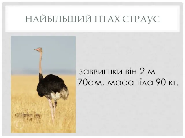 НАЙБІЛЬШИЙ ПТАХ СТРАУС заввишки він 2 м 70см, маса тіла 90 кг.