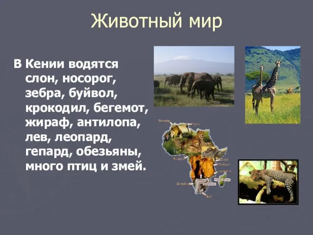 Животный мир В Кении водятся слон, носорог, зебра, буйвол, крокодил, бегемот,