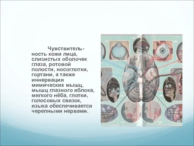 Чувствитель-ность кожи лица, слизистых оболочек глаза, ротовой полости, носоглотки, гортани, а