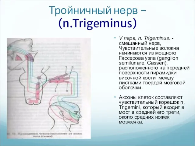 Тройничный нерв - (n.Trigeminus) V пара, n. Trigeminus. - смешанный нерв,
