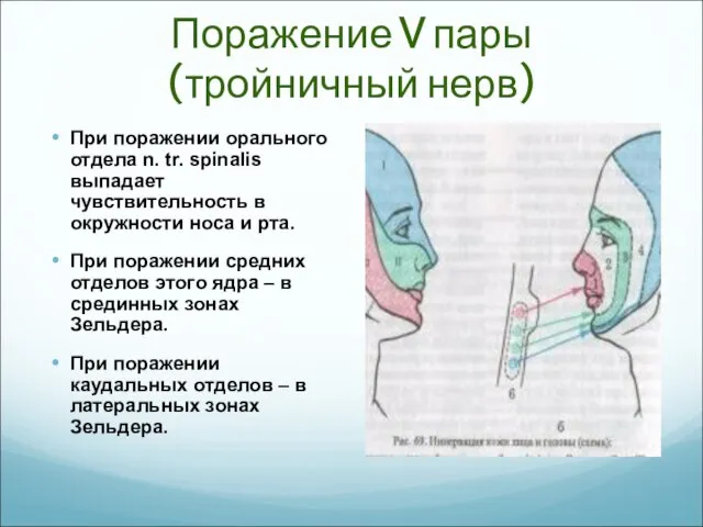 Поражение V пары (тройничный нерв) При поражении орального отдела n. tr.