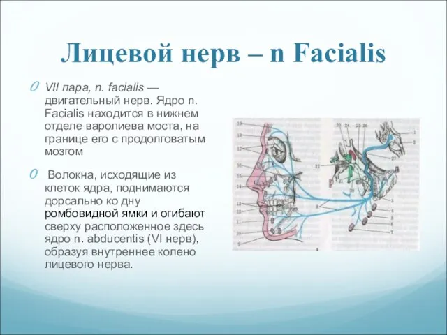 Лицевой нерв – n Facialis VII пара, n. facialis — двигательный