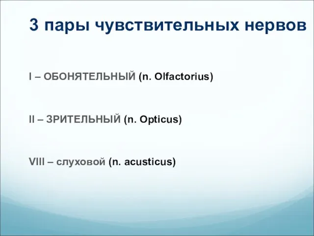 3 пары чувствительных нервов I – ОБОНЯТЕЛЬНЫЙ (n. Olfactorius) II –