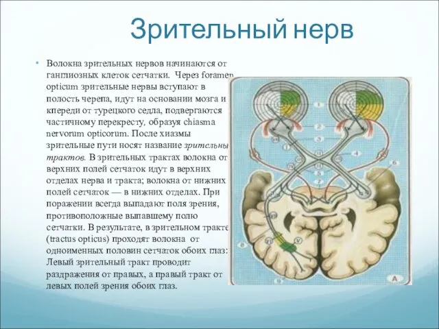 Зрительный нерв Волокна зрительных нервов начинаются от ганглиозных клеток сетчатки. Через