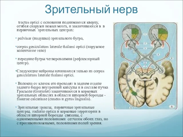 Зрительный нерв tractus optici с основания поднимаются кверху, огибая снаружи ножки