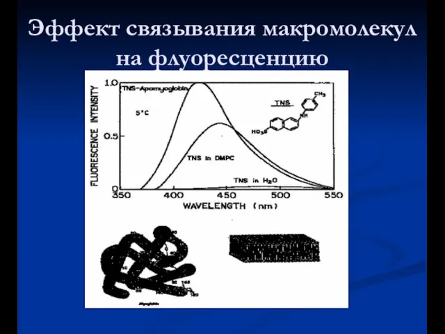 Эффект связывания макромолекул на флуоресценцию