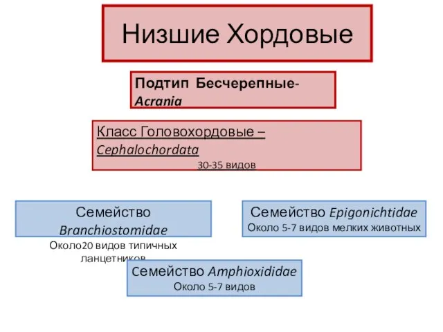 Низшие Хордовые Подтип Бесчерепные- Acrania Класс Головохордовые – Cephalochordata 30-35 видов