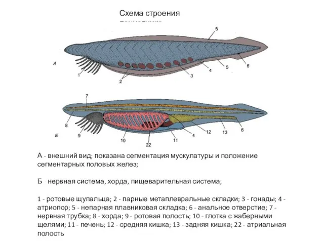 Схема строения ланцетника А - внешний вид; показана сегментация мускулатуры и