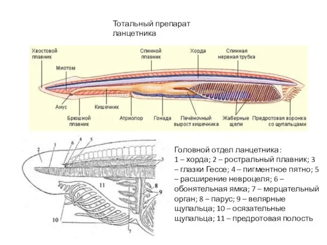 Тотальный препарат ланцетника Головной отдел ланцетника: 1 – хорда; 2 –