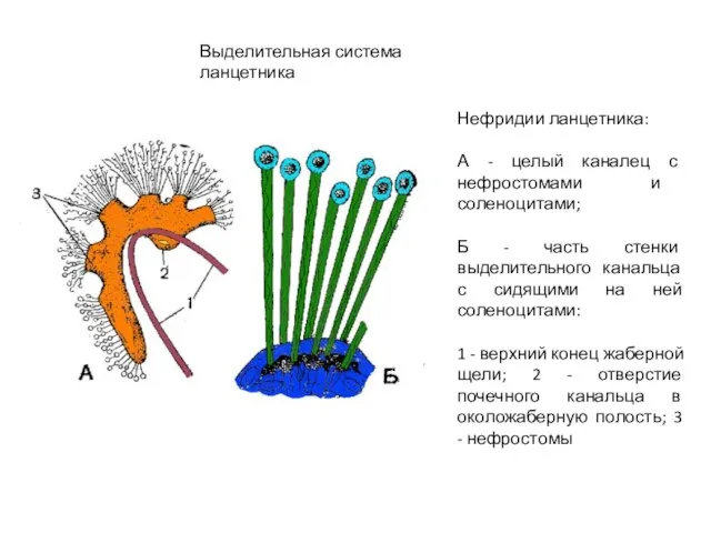 Выделительная система ланцетника Нефридии ланцетника: А - целый каналец с нефростомами