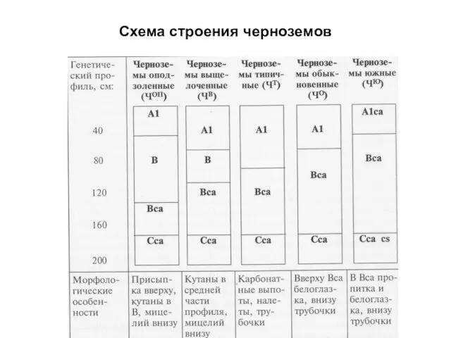 Схема строения черноземов