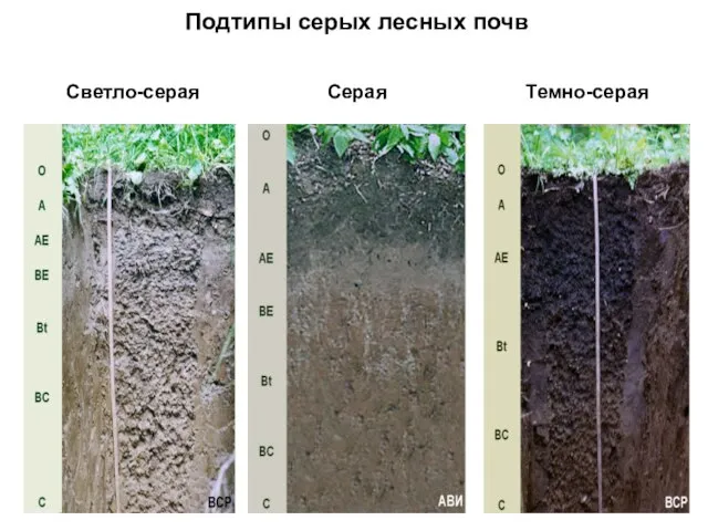 Подтипы серых лесных почв Светло-серая Серая Темно-серая