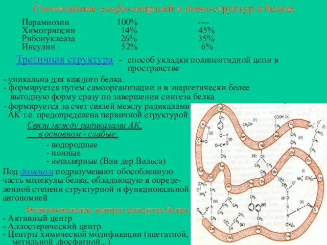 Соотношение альфа-спиралей и бета-структур в белках Парамиозин 100% ---- Химотрипсин 14%