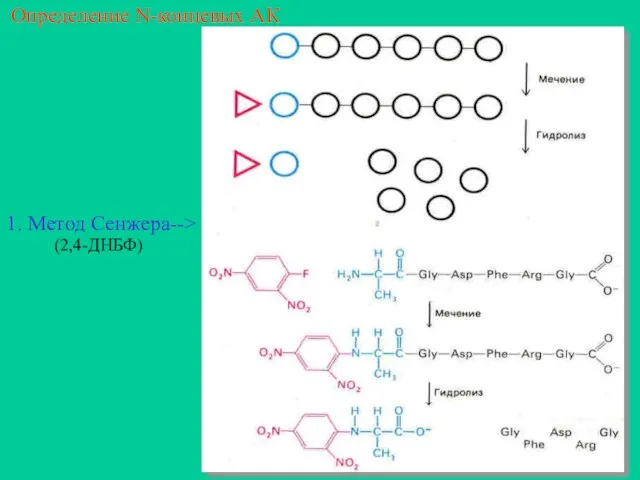Определение N-концевых АК 1. Метод Сенжера--> (2,4-ДНБФ)