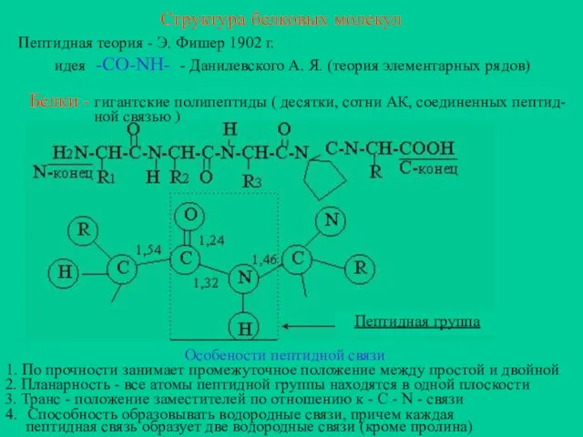Структура белковых молекул Пептидная теория - Э. Фишер 1902 г. идея