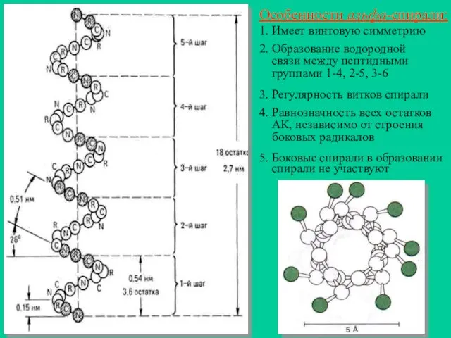 Особенности альфа-спирали: 1. Имеет винтовую симметрию 2. Образование водородной связи между