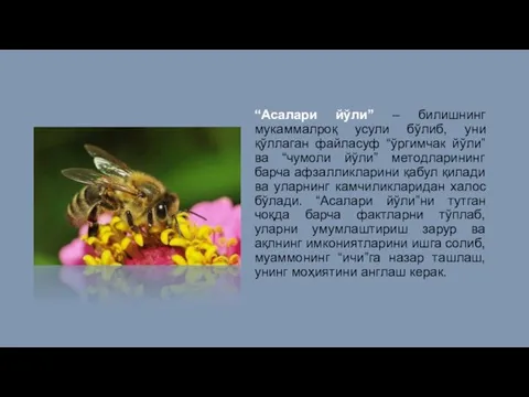 “Асалари йўли” – билишнинг мукаммалроқ усули бўлиб, уни қўллаган файласуф “ўргимчак