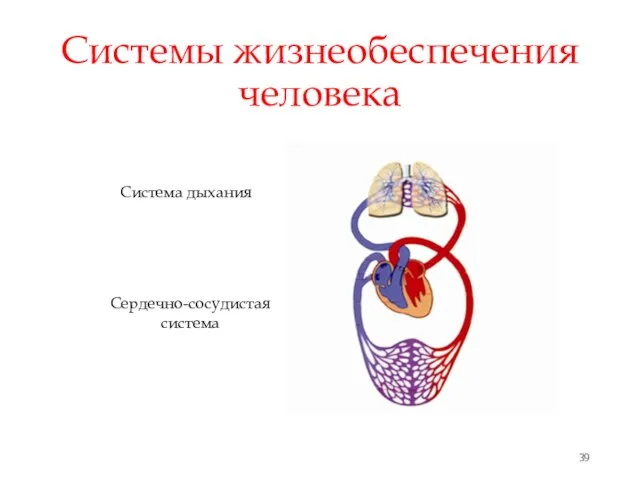 Системы жизнеобеспечения человека Система дыхания Сердечно-сосудистая система