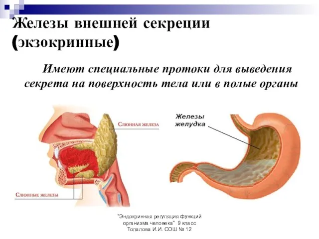 "Эндокринная регуляция функций организма человека" 9 класс Топалова И.И. СОШ №