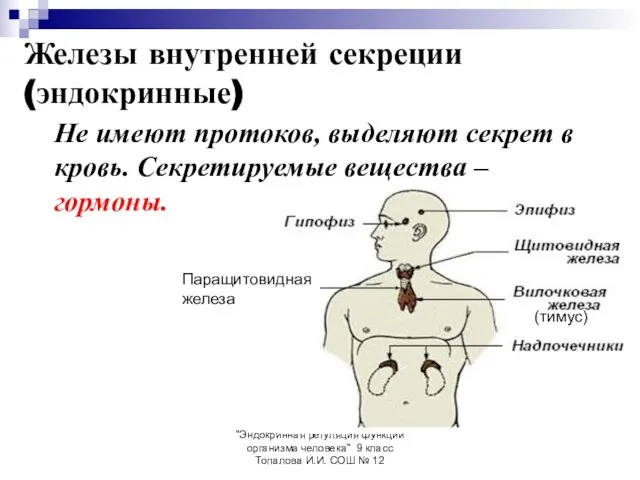 "Эндокринная регуляция функций организма человека" 9 класс Топалова И.И. СОШ №