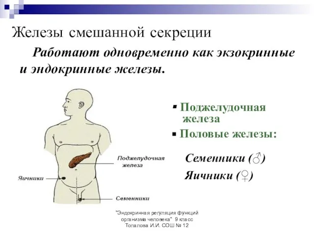 "Эндокринная регуляция функций организма человека" 9 класс Топалова И.И. СОШ №