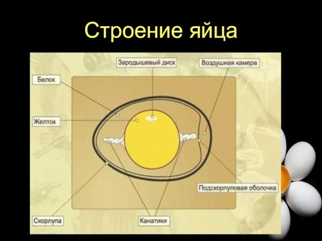 Строение яйца