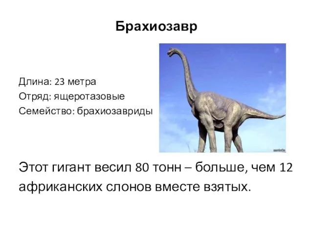 Брахиозавр Длина: 23 метра Отряд: ящеротазовые Семейство: брахиозавриды Этот гигант весил