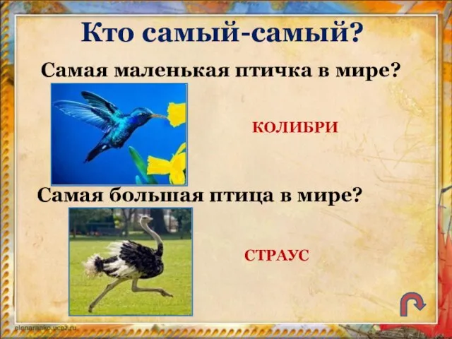 Кто самый-самый? Самая маленькая птичка в мире? Самая большая птица в мире? КОЛИБРИ СТРАУС