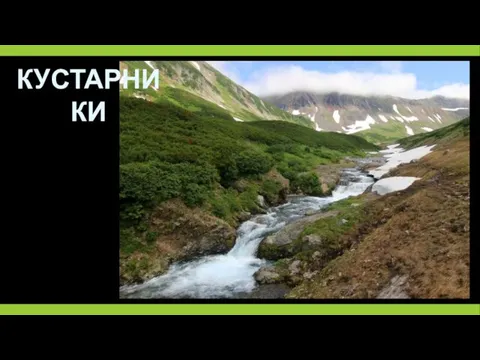 КУСТАРНИКИ