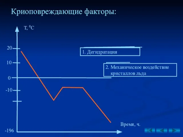 Криоповреждающие факторы: 1. Дегидратация Т, 0С 0 20 10 -10 2.