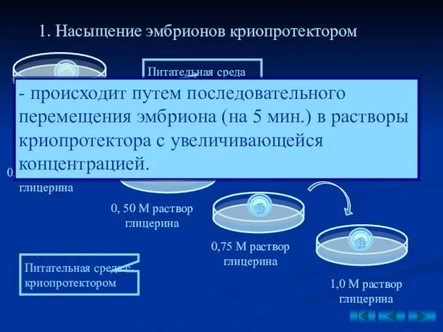 1. Насыщение эмбрионов криопротектором Питательная среда Питательная среда с криопротектором 0,25