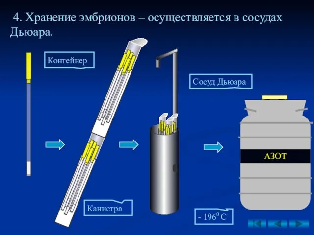 4. Хранение эмбрионов – осуществляется в сосудах Дьюара. Контейнер Канистра Сосуд Дьюара - 1960 С