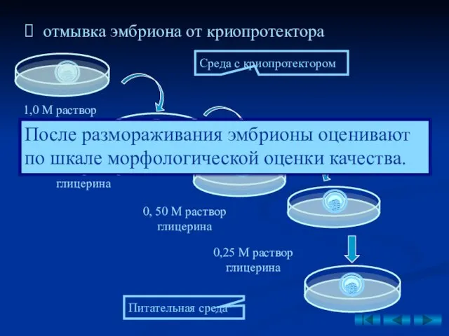 отмывка эмбриона от криопротектора Среда с криопротектором Питательная среда 0,25 М