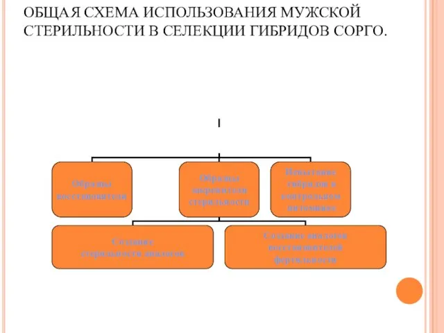 ОБЩАЯ СХЕМА ИСПОЛЬЗОВАНИЯ МУЖСКОЙ СТЕРИЛЬНОСТИ В СЕЛЕКЦИИ ГИБРИДОВ СОРГО.