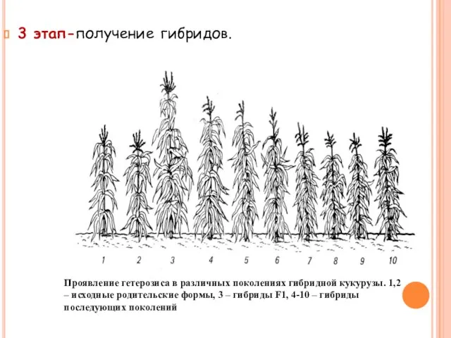 3 этап-получение гибридов. Проявление гетерозиса в различных поколениях гибридной кукурузы. 1,2