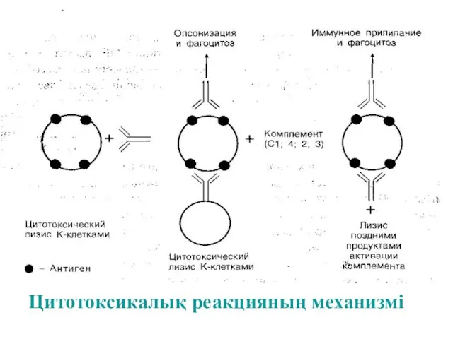 Цитотоксикалық реакцияның механизмі