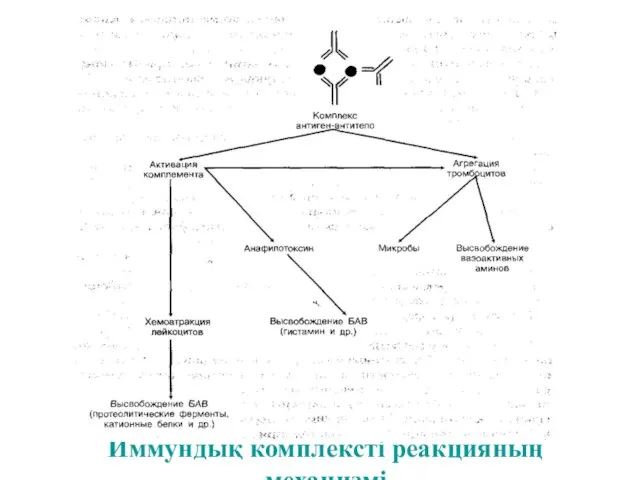 Иммундық комплексті реакцияның механизмі