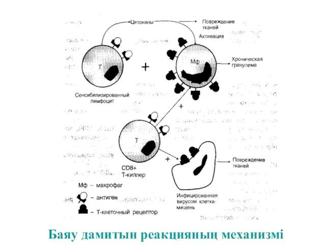 Баяу дамитын реакцияның механизмі