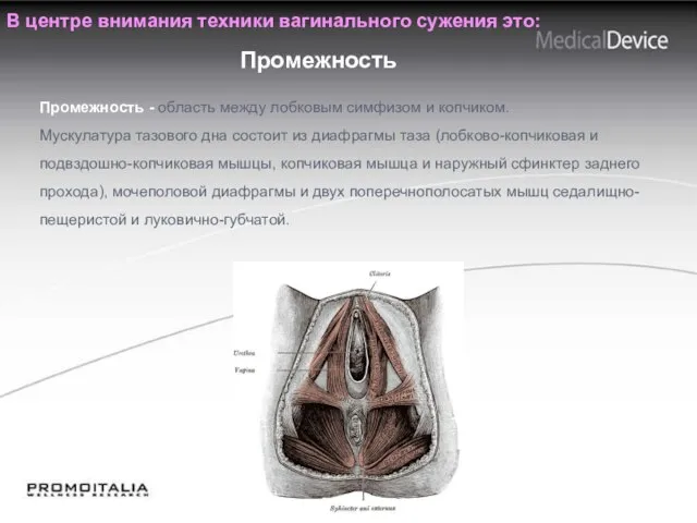 Промежность В центре внимания техники вагинального сужения это: Промежность - область
