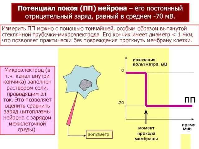 Потенциал покоя (ПП) нейрона – его постоянный отрицательный заряд, равный в