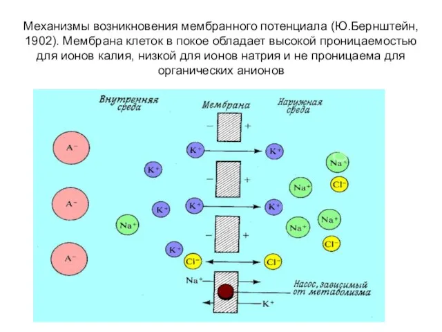Механизмы возникновения мембранного потенциала (Ю.Бернштейн, 1902). Мембрана клеток в покое обладает