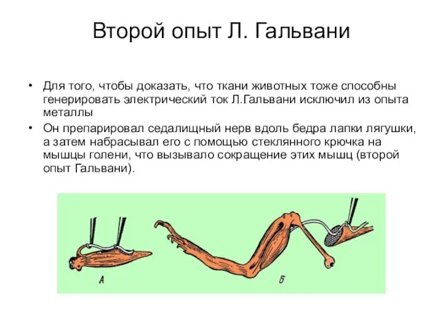 Второй опыт Л. Гальвани Для того, чтобы доказать, что ткани животных