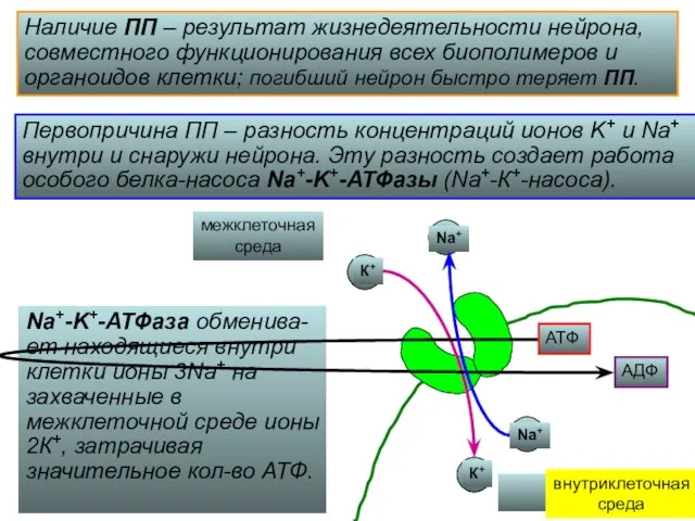 Наличие ПП – результат жизнедеятельности нейрона, совместного функционирования всех биополимеров и