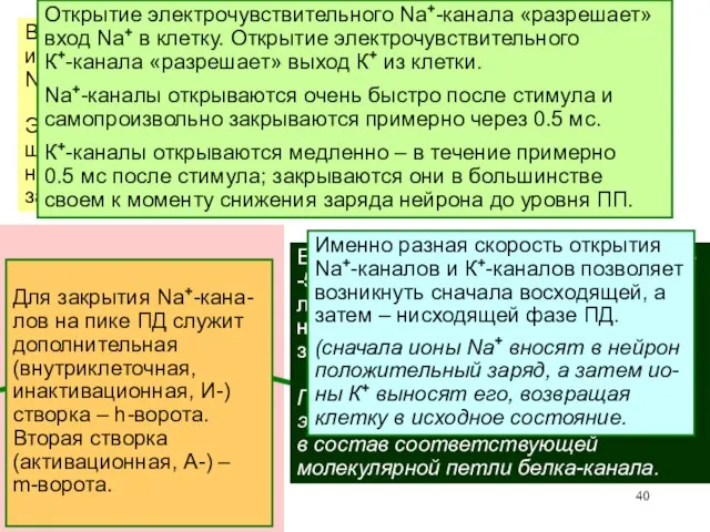 В основе этих процессов – открывание и закрывание электрочувствительных Na+- и