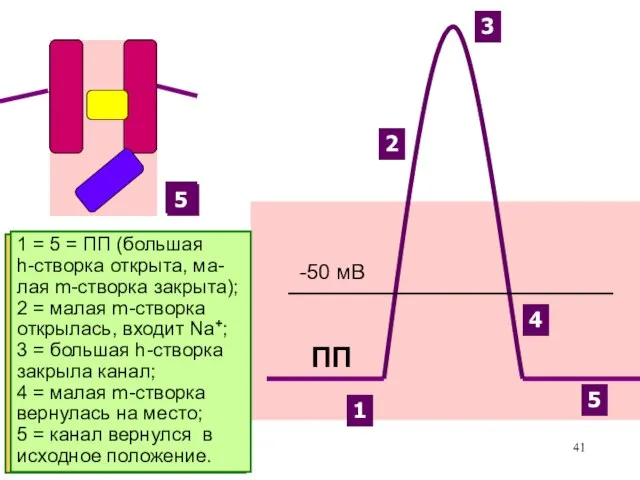 Именно разная скорость открытия Na+-каналов и К+-каналов позволяет возникнуть сначала восходящей,