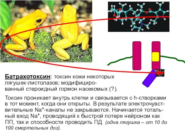 Батрахотоксин: токсин кожи некоторых лягушек-листолазов; модифициро- ванный стероидный гормон насекомых (?).